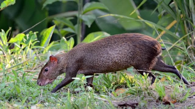 Carara National Park: Gide mache Carara Costa Rica Nature - Photo 4 (Gallery view)