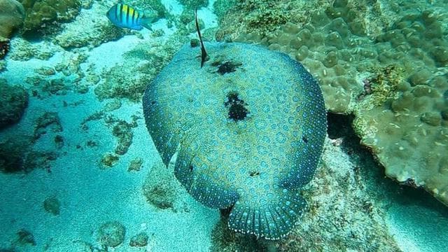 Bahía Drake: tour de snorkel en la isla del Caño con almuerzo - Photo 3 (Gallery view)