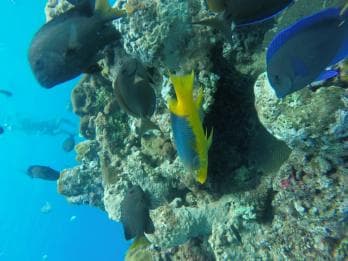 Sosua Catamaran Excursion - Dominican Republic