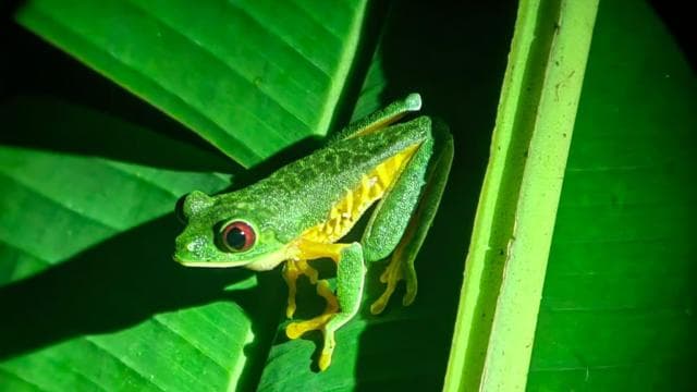 Manuel Antonio: Jungle Night Tour and Buttlerfly Garden - Photo 2 (Gallery view)