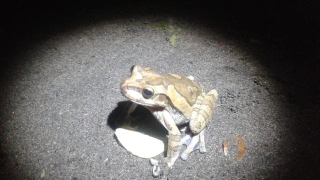Tortuguero: Night Wildlife Spotting and Jungle Walk - Photo 3 (Gallery view)