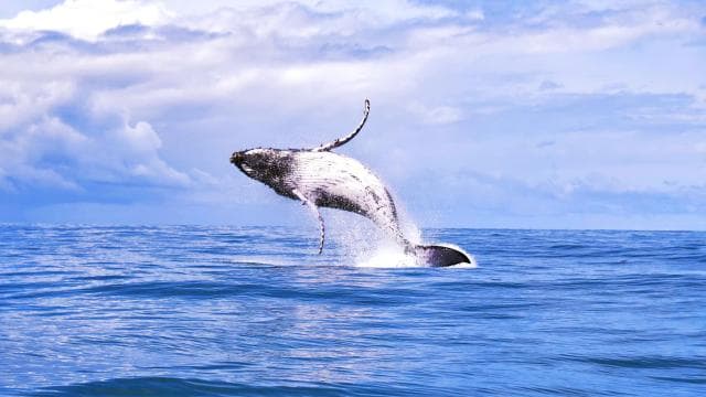 Marino Ballena National Park: Watching Whales and Dolphins - Photo 3 (Gallery view)