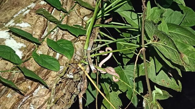 Нічний тур Cahuita's Tarantula Way - Photo 5 (Gallery view)