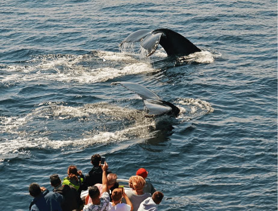 Boston: City Cruises Whale Watching Cruise - Photo 2 (Gallery view)