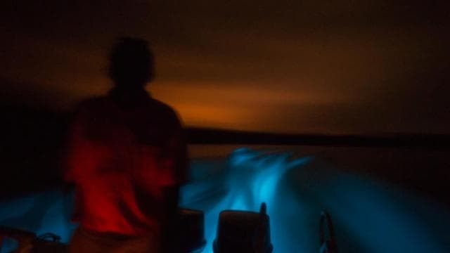 From Jaco: Bioluminiscence Boat Tour with BBQ & Drinks - Photo 2 (Gallery view)