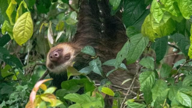 Guided Kayak Tour in Tortuguero National Park ***EXCITING** - Photo 3 (Gallery view)