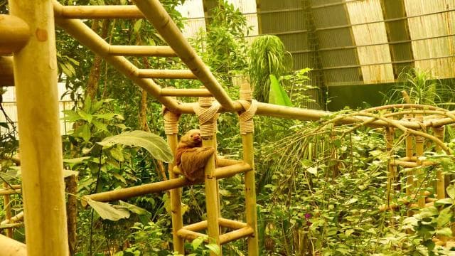 Monteverde: Zip Lines, Bridges, Butterflies, Sloths and more - Dominican Republic