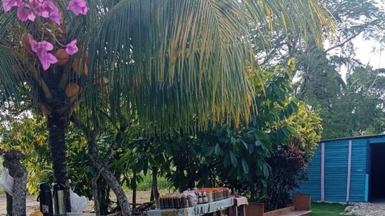 Punta cana: 3 hour panoramic with artisan market small group - Photo 4 (Gallery view)