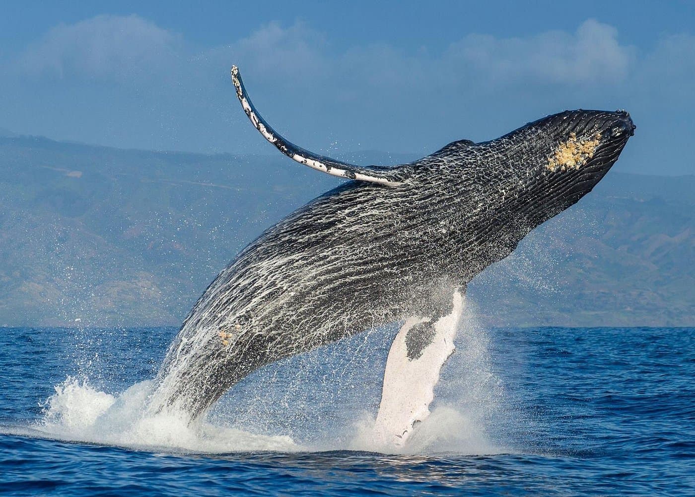 Whale watching + cay raised from Punta Cana - Photo 5 (Gallery view)