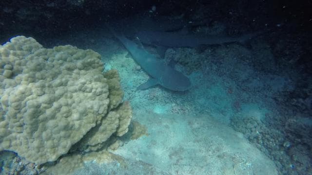 Playa Uvita: Caño Island Snorkeling Tour with Lunch - Photo 5 (Gallery view)