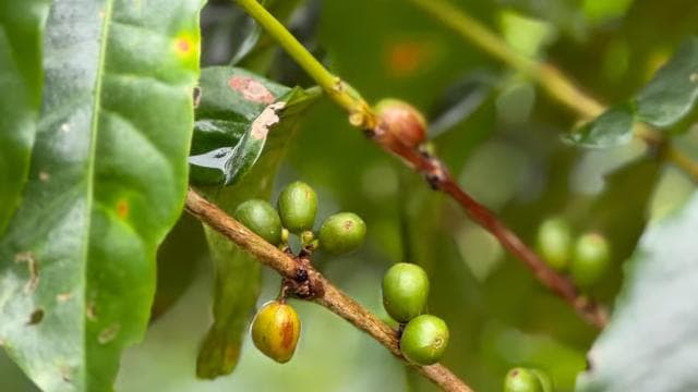 Zagala Nueva: Costa Rican Coffee Experience in the Mountains - Photo 4 (Gallery view)