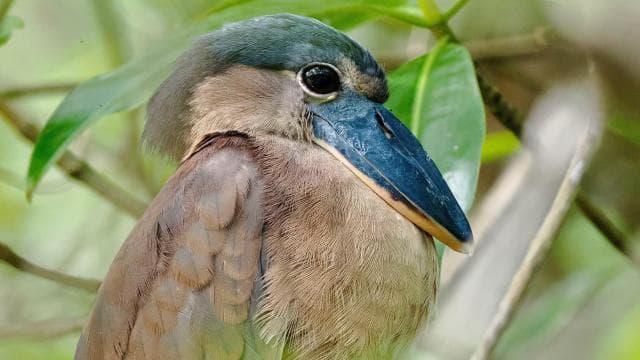Quepos Mangrove Boat Tour - Photo 2 (Gallery view)
