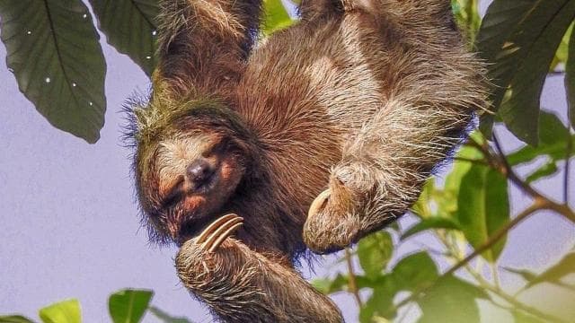 La Fortuna: Rehberli Bogarin Yolu Tembellik İzleme Turu - Photo 3 (Gallery view)