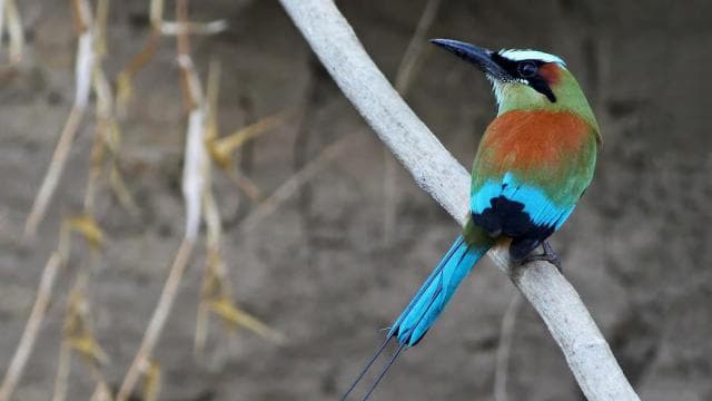 Tamarindo: Tamarindo Estuary Boat Tour with Naturalist Guide - Photo 3 (Gallery view)