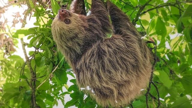 La Fortuna: Sloth & Wildlife Nature Walk - Photo 4 (Gallery view)