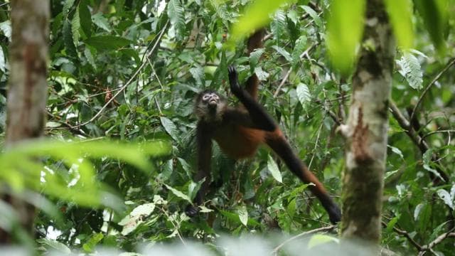 Uvita: Hiking in Corcovado National Park - Photo 2 (Gallery view)