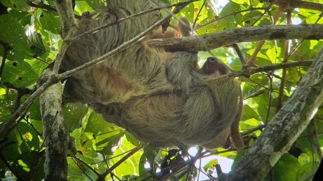 Puerto Jiménez: Corcovado, La Leona a vodopád Mata Palo s typickým obědem - Photo 5 (Gallery view)
