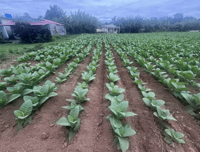 Viñales Tobacco Tour - Photo 4 (Gallery view)