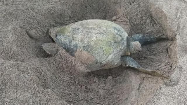 Turtle Nesting/Hatching on a secluded beach near Tamarindo - Photo 2 (Gallery view)