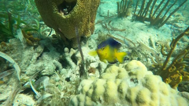 Fajardo: Snorkeling Gear Rental - Photo 2 (Gallery view)