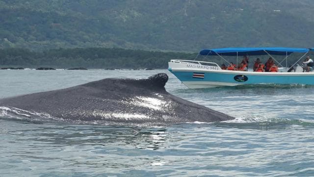 WHALE & DOLPHIN WATCHING IN UVITA COSTA RICA - Dominican Republic