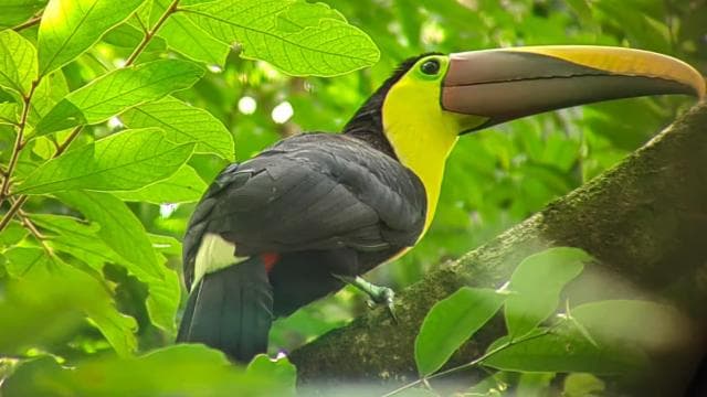 From San José To Manuel Antonio national Park Guided tour - Photo 4 (Gallery view)