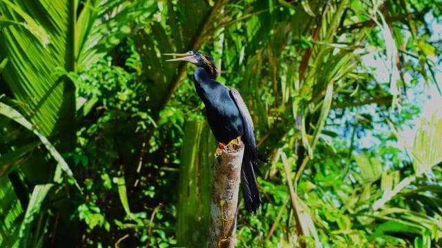 Tortuguero: Guided Canoe Tour "An Unforgettable Experience" - Photo 4 (Gallery view)