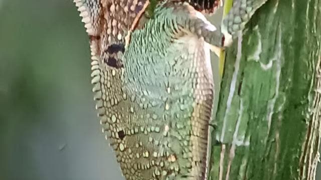 Manuel Antonio National Park, Spotting Animals and plants - Photo 3 (Gallery view)