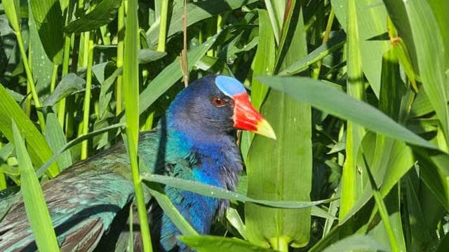 Costa Rica: esperienza di birdwatching con un professionista. - Photo 4 (Gallery view)