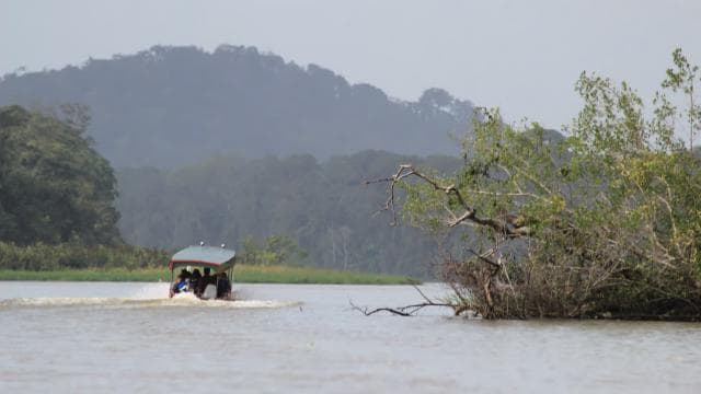 Terraba Sierpe National Wetlands - Mangrove Tour - Photo 2 (Gallery view)