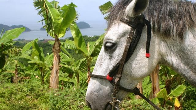 Monteverde: Horseback Riding Tour - Photo 4 (Gallery view)