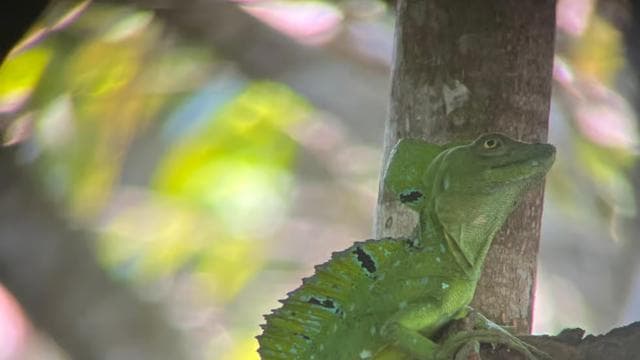 Parque Nacional Cahuita+Tour Chocolate Bribri+Tour Cascadas+Almuerzo - Photo 2 (Gallery view)