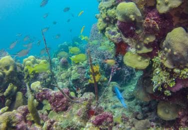 La Romana: Scuba Diving in Catalina Island - Photo 3 (Gallery view)