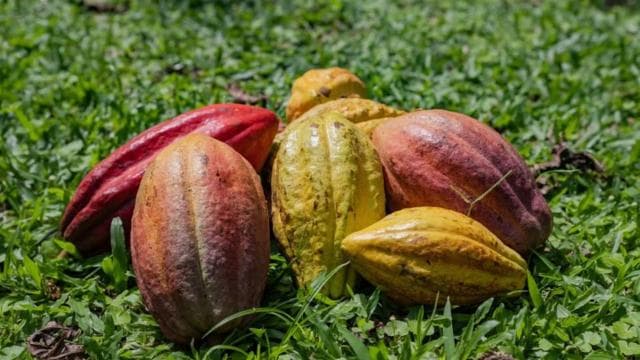 La Fortuna: Coffee and Chocolate Farm Tour - Photo 4 (Gallery view)