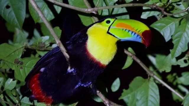 Tortuguero: Discover Hidden Nightlife of the Rainforest - Photo 4 (Gallery view)