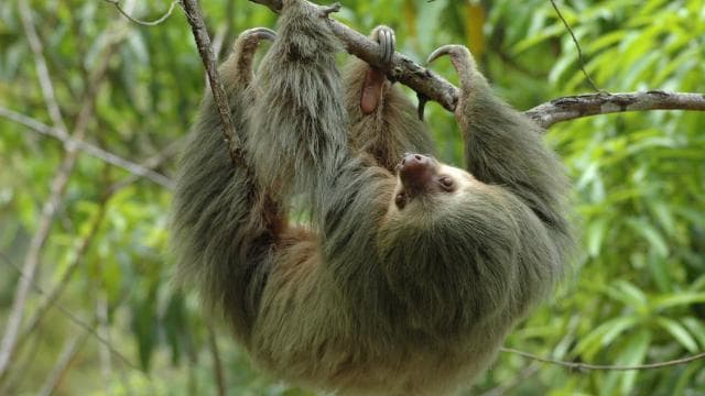 From Jaco: Full-Day Manuel Antonio National Park Tour - Photo 3 (Gallery view)