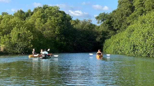 Nosara: Rio Montana Mangrove SUP or Kayak Tour - Photo 5 (Gallery view)