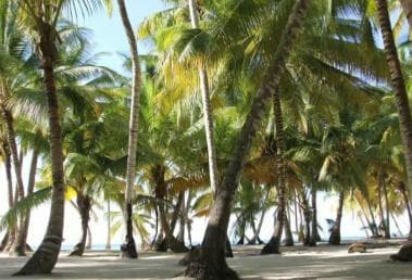 Private: Full-Day Excursion from Chavón & Saona Island - Photo 5 (Gallery view)