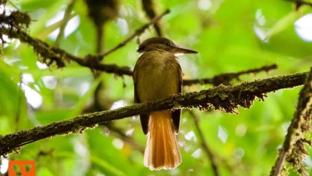 Manuel Antonio: Birdwatching exclusive tour - Photo 5 (Gallery view)