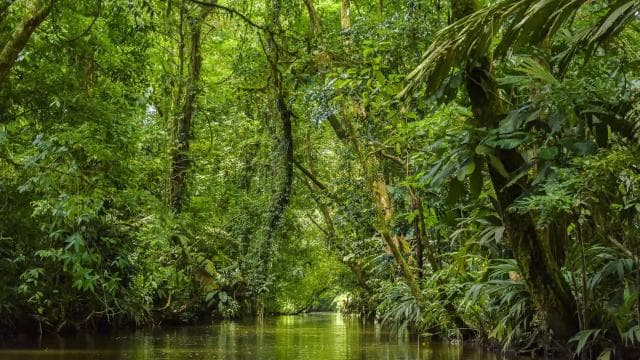 Tortuguero National Park: Best Things to Do in Tortuguero - Dominican Republic