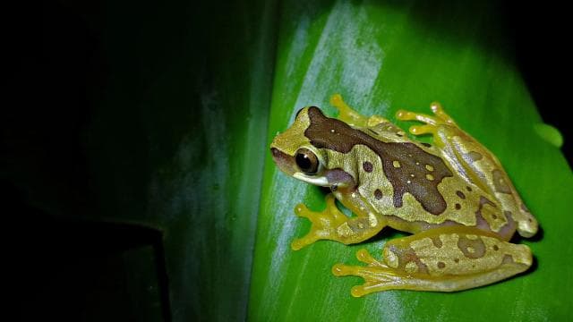 La Fortuna: Chocolate tour and Night walk Don Juan Arenal - Photo 5 (Gallery view)