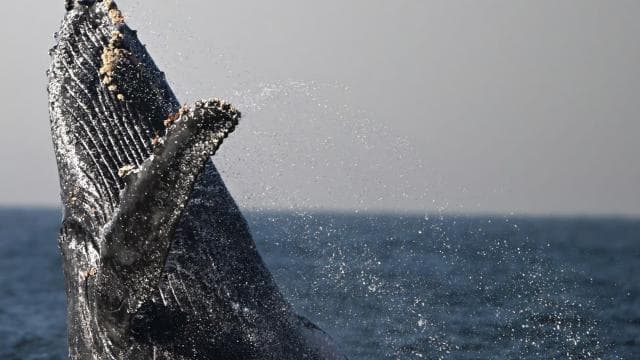 Uvita: Private Marino Ballena Boat Cruise Whales & Dolphins - Photo 4 (Gallery view)