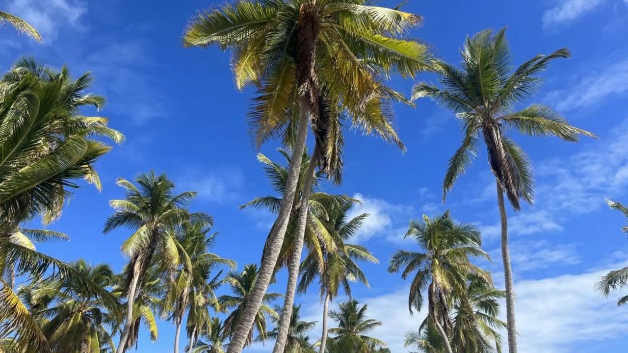 Saona Island Private Excursion for 10+ People - Photo 5 (Gallery view)