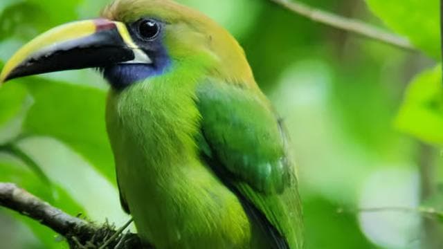 Monteverde: Enjoing the clouds in Monteverde - Photo 3 (Gallery view)