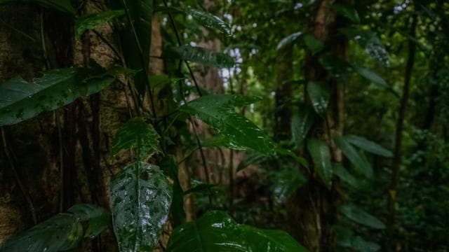 El Tanque: wycieczka z przewodnikiem po GreenEcoPark i owocami sezonowymi - Photo 3 (Gallery view)