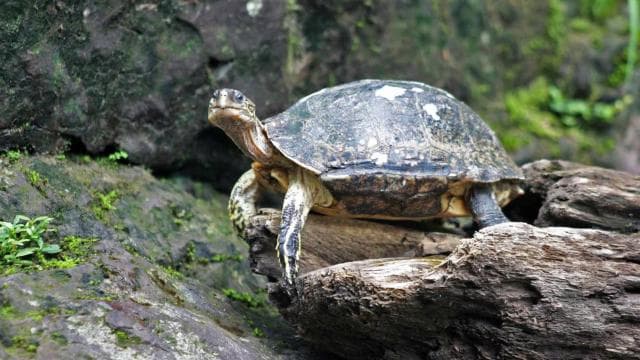 From San Jose: 3-Day Tortuguero National Park Excursion - Dominican Republic