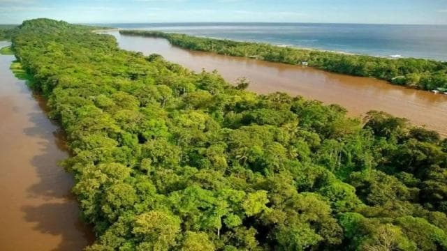Tortuguero : une promenade nocturne dans la forêt tropicale de Tortuguero - Photo 4 (Gallery view)