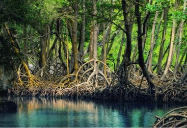 Los Haitises: Caves, Mangroves, & Rainforest Hike/Boat Tour - Photo 4 (Gallery view)