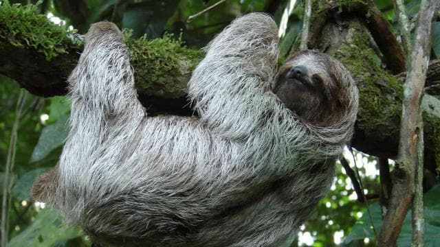 La Fortuna: метелики, птахи, лінивці та екскурсія стежками - Photo 3 (Gallery view)