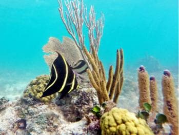 Private Catalina Island Snorkel & Beach Day from Punta Cana - Photo 4 (Gallery view)